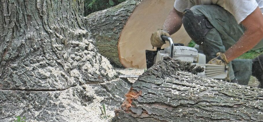 Tala de un árbol enfermo por un empleado de Emondage Montreal.