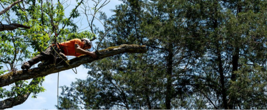 Élagueur de Emondage Montreal qui travaille dans en hauteur dans un arbre.
