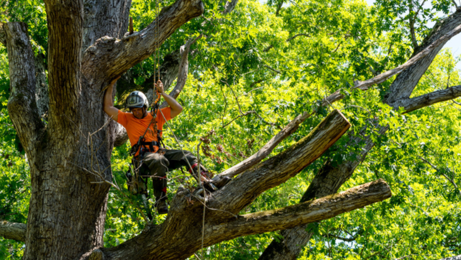 Émondeur de Emondage Montreal travaille en hauteur dans un arbre.