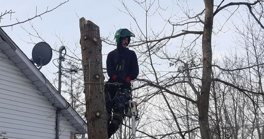 Émondeur de Emondage Montreal qui émonde un arbre à Montréal.
