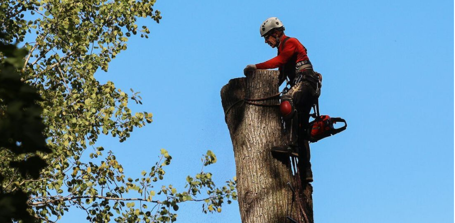 Arboriculteur de Emondage Montreal procède à l'abattage d'un arbre. Le résident de Montréal a tout d'abord obtenu un permis d'abattage à la Ville de Montréal. 