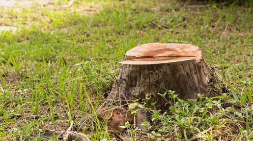 Stump in a Montreal resident. The stump removal will be done by Emondage Montreal.