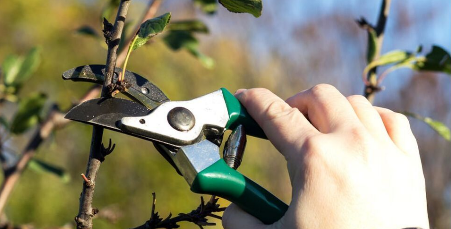 An employee of Emondage Montreal does a training pruning on a tree.
